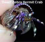 Picture of Dwarf Zebra Hermit Crab